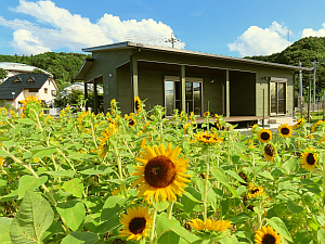 夏はたくさんのひまわりに囲まれます